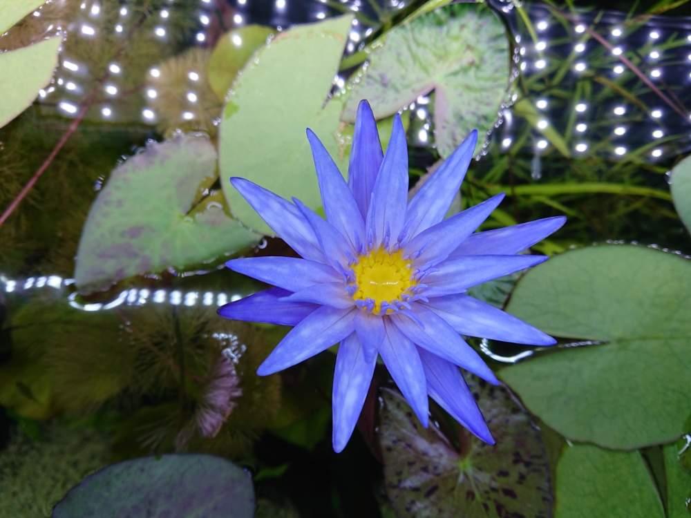 ニムファ ミクランサ レッドフレアーの投稿画像 By まりさん 月4月18日 Greensnap グリーンスナップ Greensnap グリーンスナップ