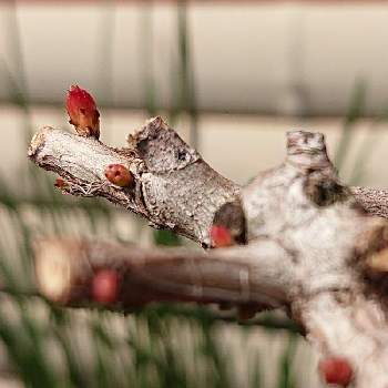 ウチのサルスベリの画像 by raizouさん | サルスベリとウチのサルスベリとウチの百日紅