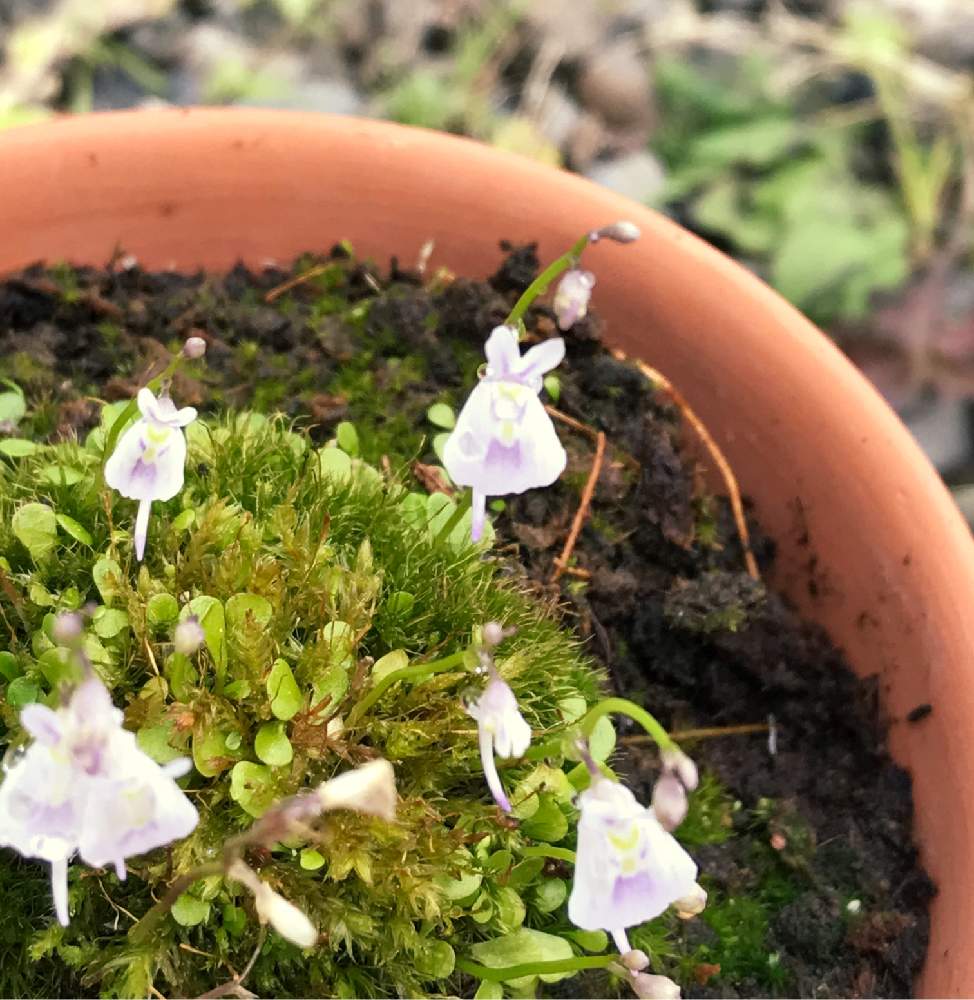 ウサギゴケの投稿画像 By ラグラスさん 植木鉢とおうち園芸 月4月18日 Greensnap グリーンスナップ