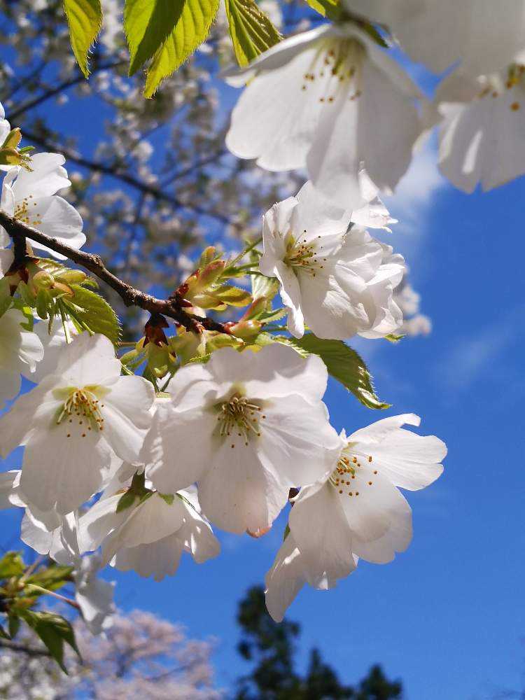 弥彦神社 桜苑の桜 早咲き編 Greensnap グリーンスナップ