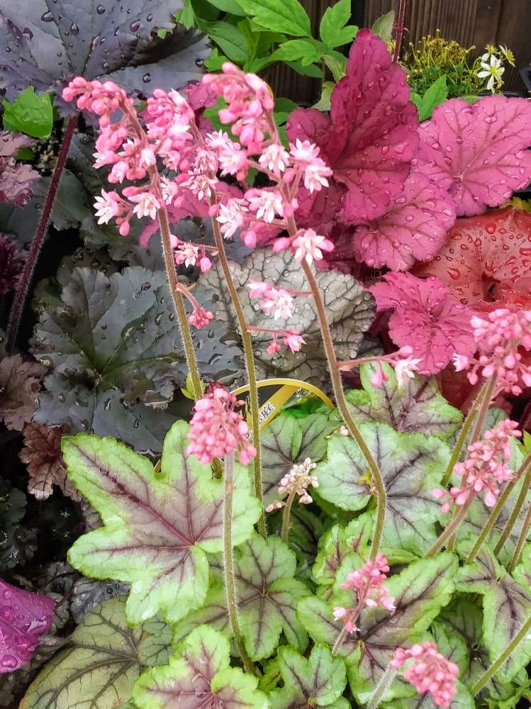 小さな庭の投稿画像 By Kazuさん ヒューケラ とヒューケレラ とおうち園芸と花のある暮らしとヒューケレラ ピンクフィズとヒューケラ とヒューケレラ とおうち園芸と花のある暮らしとヒューケレラ ピンクフィズ 月4月18日 Greensnap グリーンスナップ