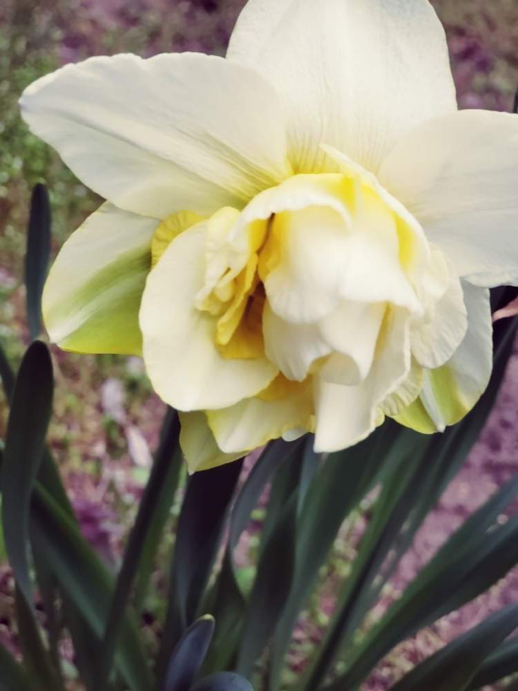 春一番の投稿画像 By ななっちさん 可愛らしいと花のある暮らしと綺麗に咲いたよ 月4月18日 Greensnap グリーンスナップ
