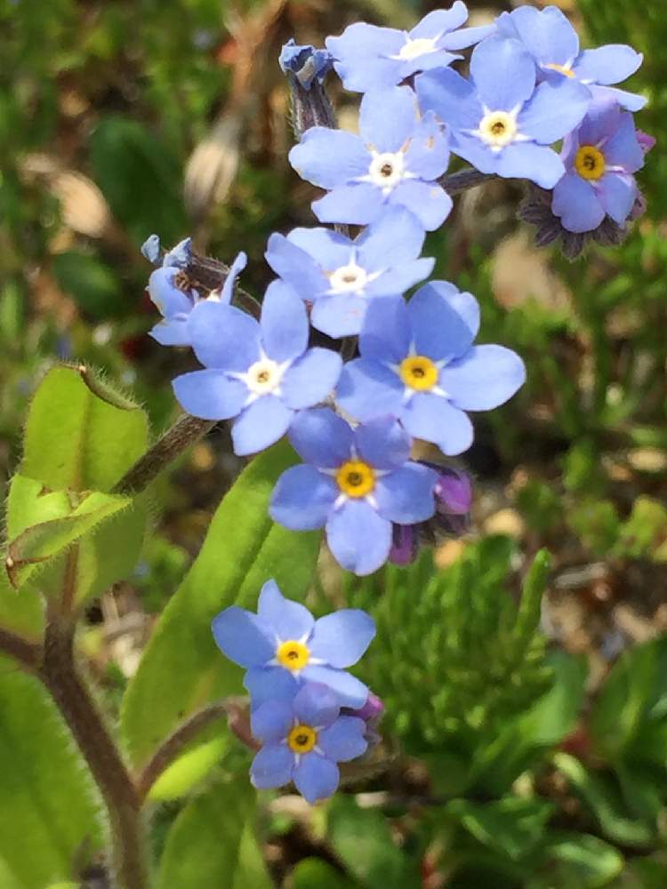 わすれな草の投稿画像 By さとりんさん 放置栽培とおうち園芸と北陸地方と花のある暮らし 月4月18日 Greensnap グリーンスナップ