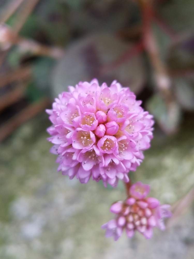 ヒメツルソバの投稿画像 By こくりゅーさん 野草と野草の花と小さな花と雑草とピンクの花とタデ科と広い庭とマクロ撮影と春の野草と石のすき間と野草と野草の 花と小さな花と雑草とピンクの花とタデ科とマクロ撮影と春の野草と石のすき間 月4月18日 Greensnap