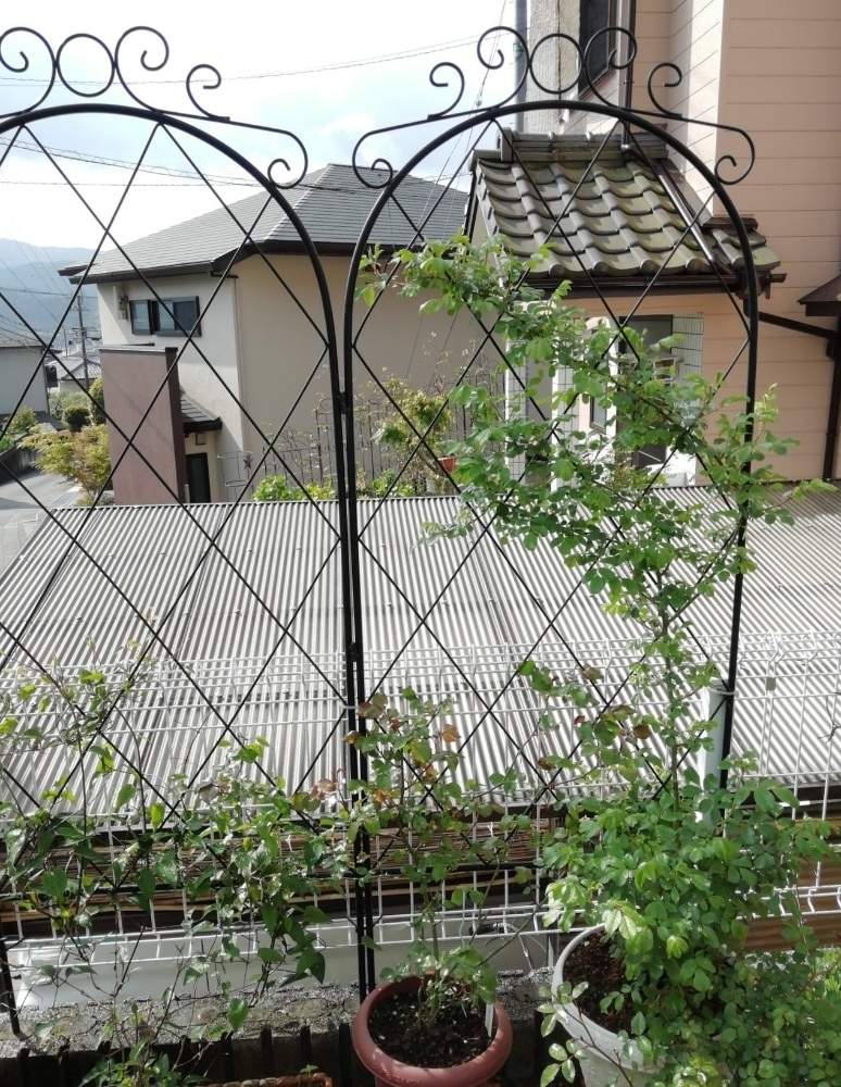 バレリーナの投稿画像 By Blue Mooon さん サハラ 98とバラ剪定誘引と薔薇愛同盟と サハラ98とおうち園芸と バレリーナと 薔薇 4月 と可愛らしいとばら 薔薇 バラとバラを楽しむと素敵 月4月18日 Greensnap グリーンスナップ