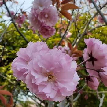 桜 カンザンの投稿画像一覧 Greensnap グリーンスナップ