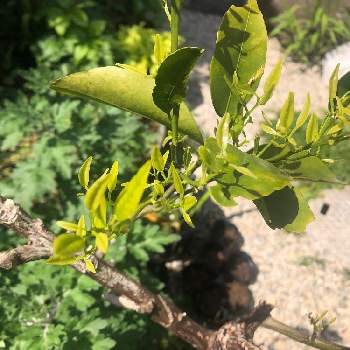 実がならないの投稿画像一覧 Greensnap グリーンスナップ