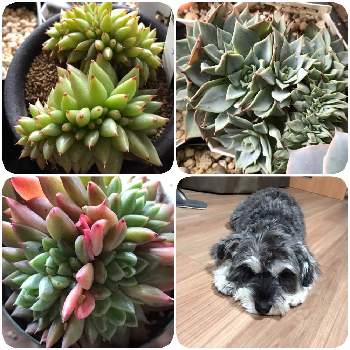 鯱 しゃちの投稿画像一覧 Greensnap グリーンスナップ