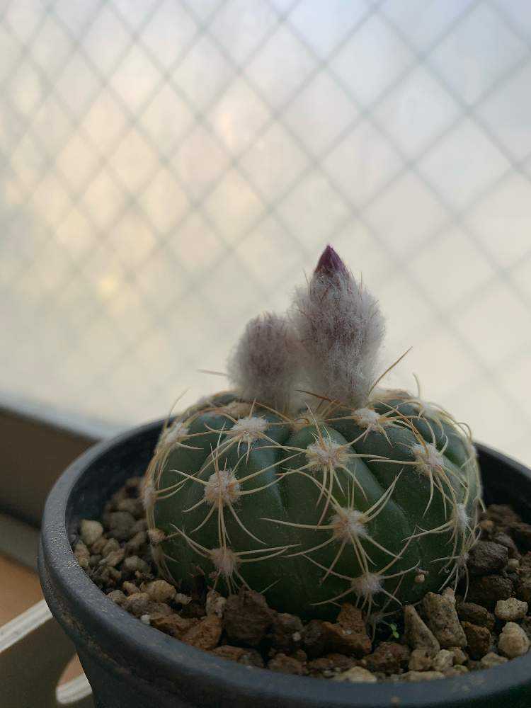 サボテン すみれ丸♪抜き苗(^ ^) - 植物/観葉植物