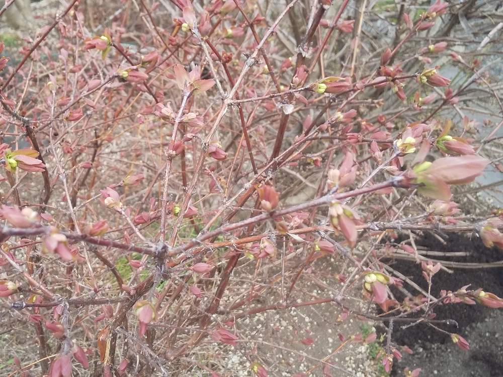ハスカップの投稿画像 By はつか明日香さん 実のなる木と果物の木と北海道の庭 月4月18日 Greensnap グリーンスナップ