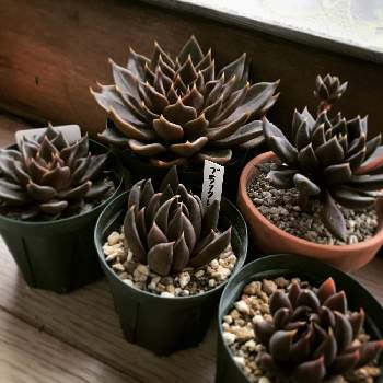 ブラックレディの投稿画像一覧 Greensnap グリーンスナップ