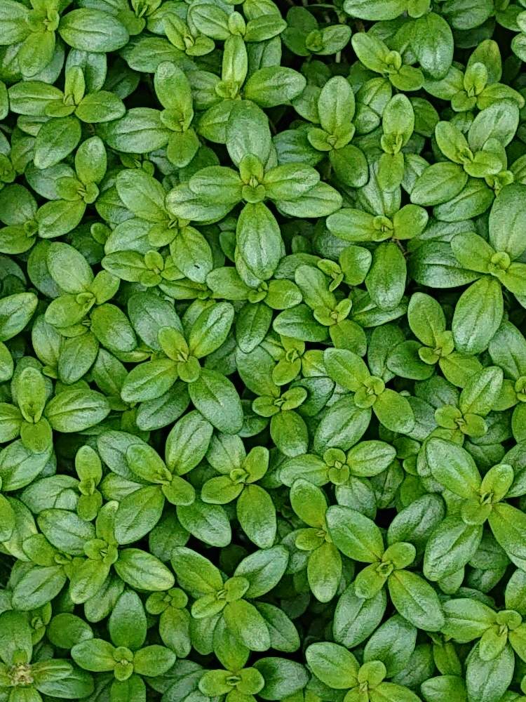 クリーピングタイム鉢栽培の投稿画像 By Raizouさん 月4月18日 Greensnap グリーンスナップ