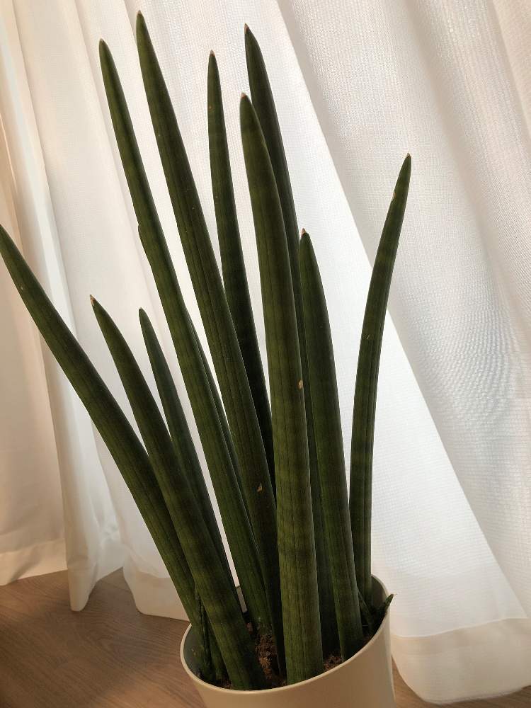 サンスベリアスタッキーの投稿画像 By くまっこさん 窓辺とマイナスイオンと丈夫 とおうち園芸とリュウゼツラン科サンセベリア属とマイナスイオン と丈夫 とおうち園芸とリュウゼツラン科サンセベリア属 月4月18日 Greensnap グリーンスナップ Greensnap