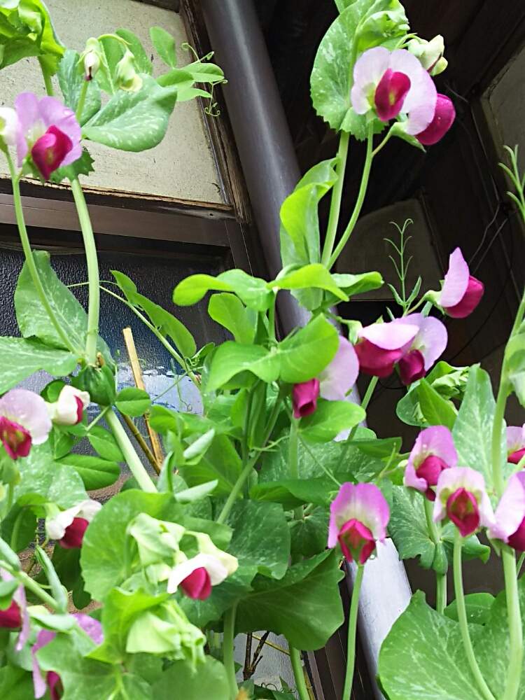 えんどう豆の花の投稿画像 By りなさん スナップエンドウ と植物のある暮らしと春のガーデニングとgs映えとgs日和と今日の１枚とおうち園芸と植中毒と花のある暮らし 月4月18日 Greensnap グリーンスナップ