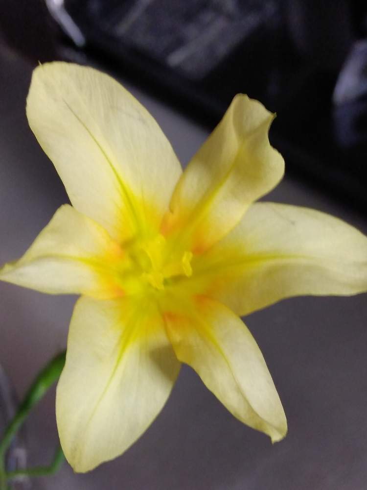 やすみんさんの投稿画像 月4月18日 Greensnap グリーンスナップ