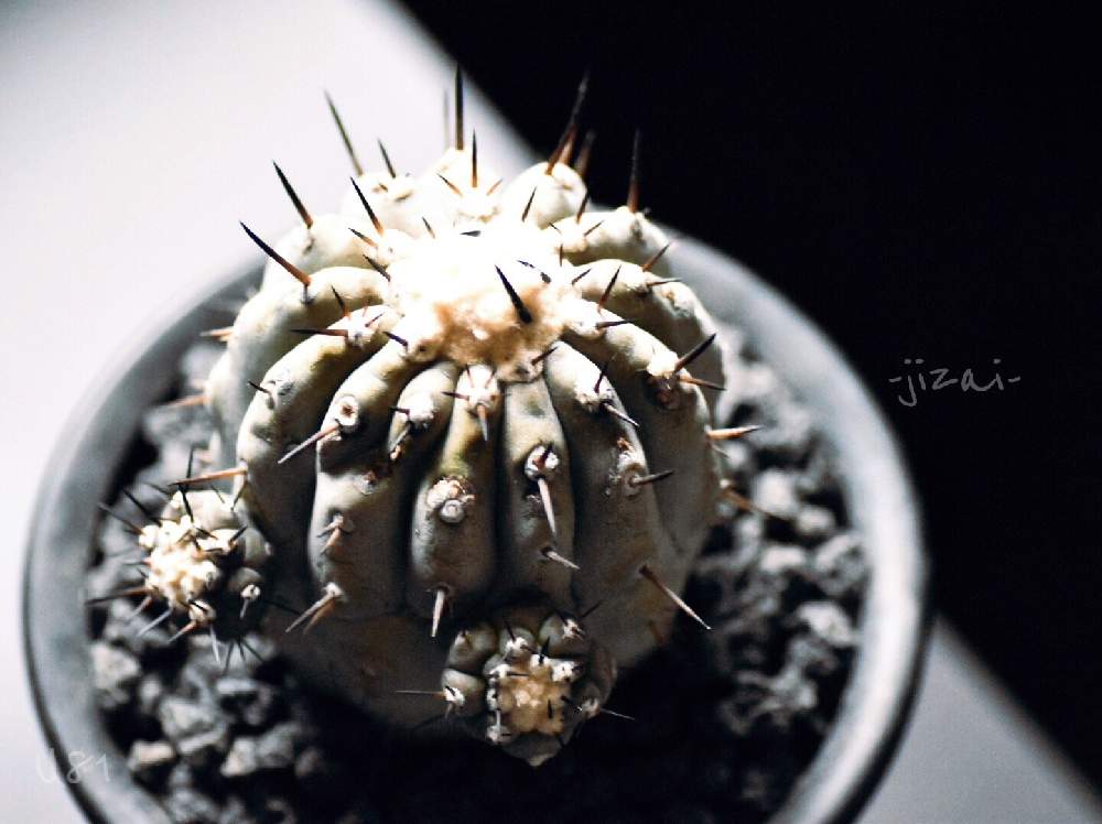 多肉植物の投稿画像 By Masuo ˡ さん 観葉植物とサボテン とレア種とコピアポア 黒王丸と珍奇植物 月4月18日 Greensnap グリーンスナップ