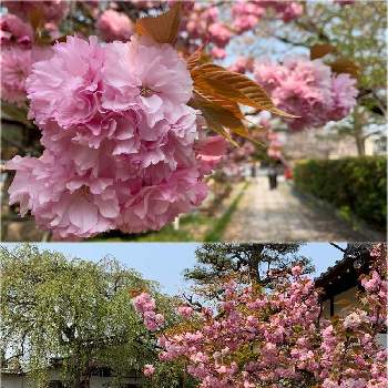 出町柳の投稿画像一覧 Greensnap グリーンスナップ