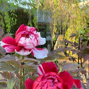 出町柳の投稿画像一覧 Greensnap グリーンスナップ