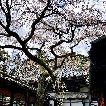 十輪寺の画像 by Kay_Tama-gsk さん | お出かけ先と業平桜と2020桜フォトコンと大原野と和花と名残りと春が来たと自然美と朝の一枚と今日の一枚と鮮やか と侘び寂び と京都と花のある暮らしと和の花と十輪寺