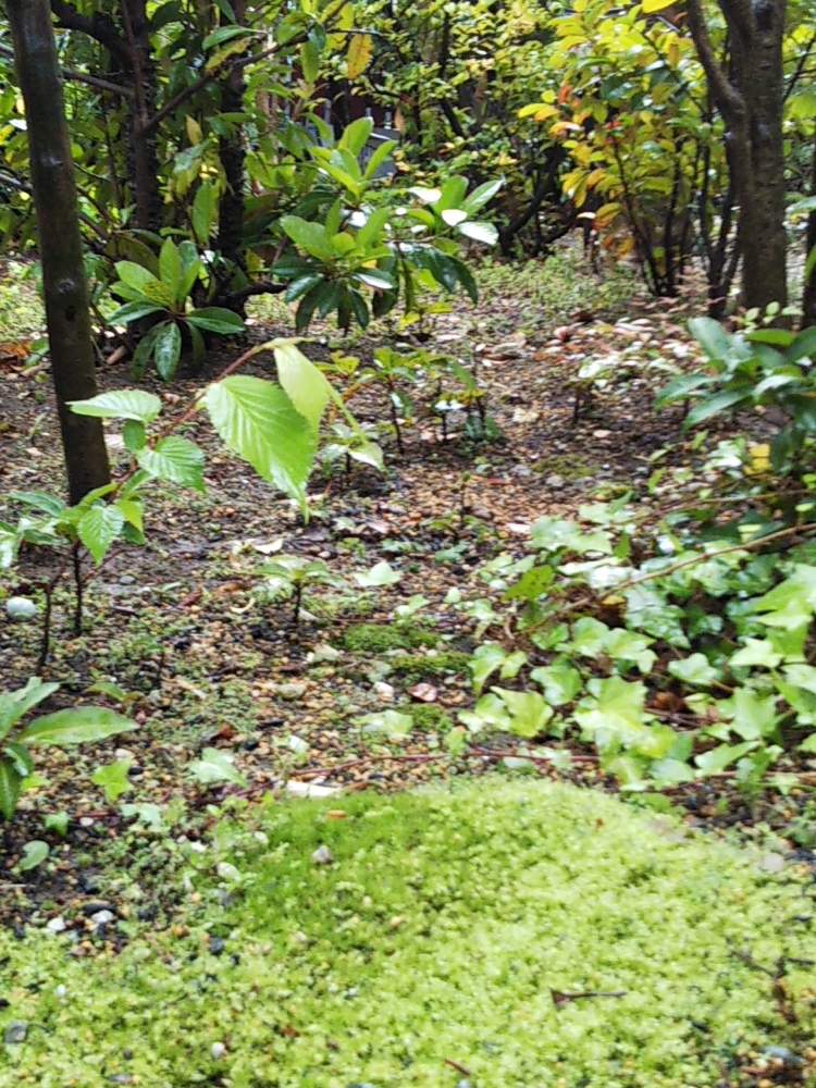 マテバシイの投稿画像 By 四君子さん 庭の苔とさくら サクラ 桜とアイビーとなんてんとはなかいどうとさかきと花のある暮らしと庭の樹木とおうち園芸と おうち園芸 フォトコンテスト 月4月18日 Greensnap グリーンスナップ