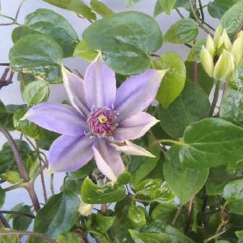 クレマチス ミゼットブルーの投稿画像一覧 Greensnap グリーンスナップ