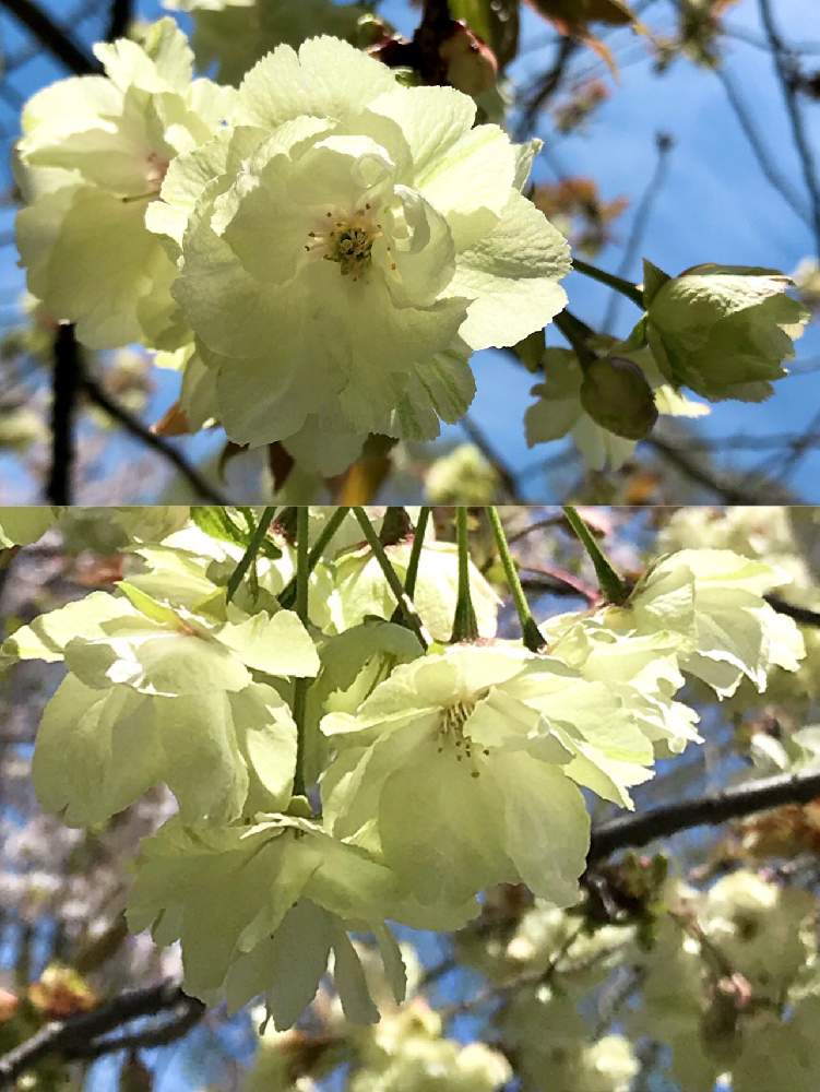 鬱金桜の投稿画像 By もなこさん 可憐な花と桜フォトコンとキラキラ と緑の花と癒しとgs映えとgs日和ときれいとつぼみと黄色い花 と今日のお花としべ好きと美しいとグリーンの花と可愛いとかわいいと小さな花と青空とグリーンとiphone撮影とサクラとさくら サクラ 桜