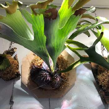 ビカクシダ ワンダエの投稿画像一覧 Greensnap グリーンスナップ