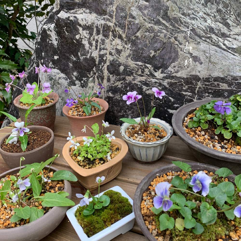 山野草の投稿画像 By 美野美谷さん 和の庭とすみれ 菫 と和風の庭とスミレ とm S Style Bonsaiと広い庭とm S Style Bonsai 草もの と山野草と和の庭とすみれ 菫 と和風の庭とスミレ とm S Style Bonsaiとm S Style Bonsai 草もの 月4月18日 Greensnap