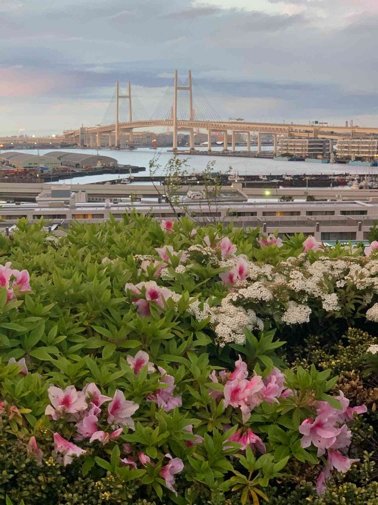 シゲルさんの港の見える丘公園への投稿