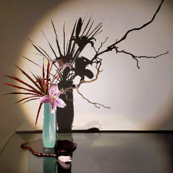 瓶花の画像 by 熊野寿哉さん | 部屋と雲龍梅と百合とドラセナレインボーと投げ入れと和物と日本の伝統と今日の一枚と瓶花といけばなと生け花