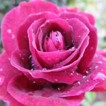 〜今日の綺麗なバラ〜の画像 by サワーポメロさん | 素敵な庭に✨と皆様に感謝と朝の散歩と近くの公園♪と花のある暮らしとばら 薔薇 バラと〜今日の綺麗なバラ〜