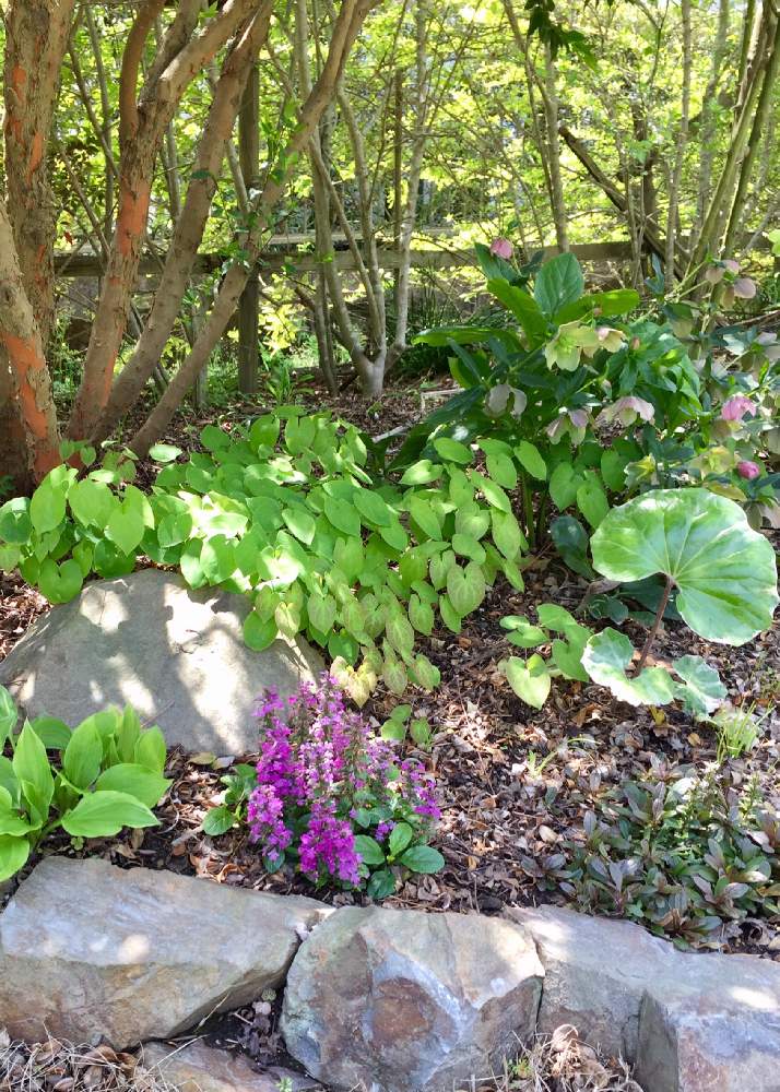ユキノシタの投稿画像 By Bararaさん 山野草とシェードガーデンと我が家の花壇とガーデニングと花のある暮らしとローズガーデンと庭の宿根草 月4月18日 Greensnap グリーンスナップ