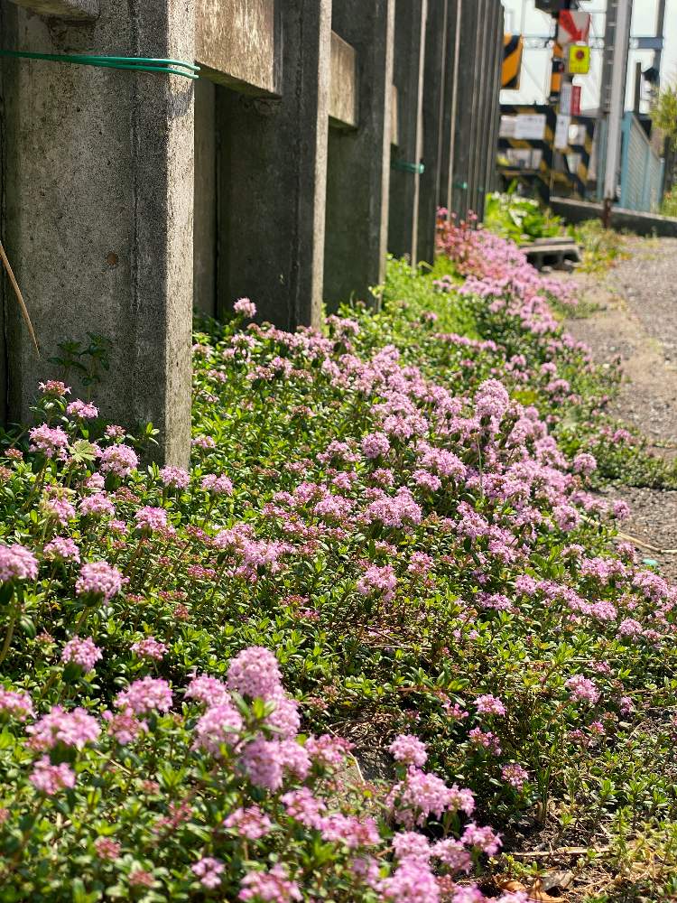 クリーピングタイムの投稿画像 By Cookieさん みどりがある暮らしと春が来た とピンクのお花と花のある暮らしと雑草防止策 月4月18日 Greensnap グリーンスナップ