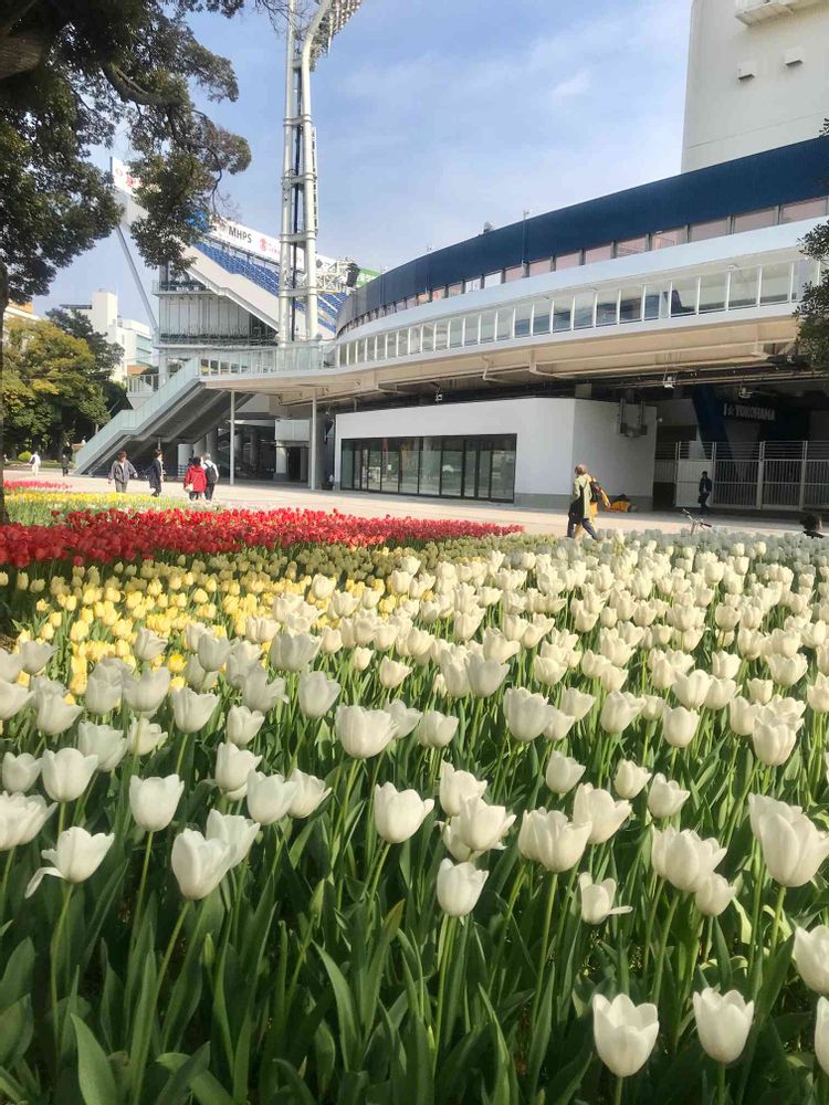 けろやさんの横浜公園への投稿