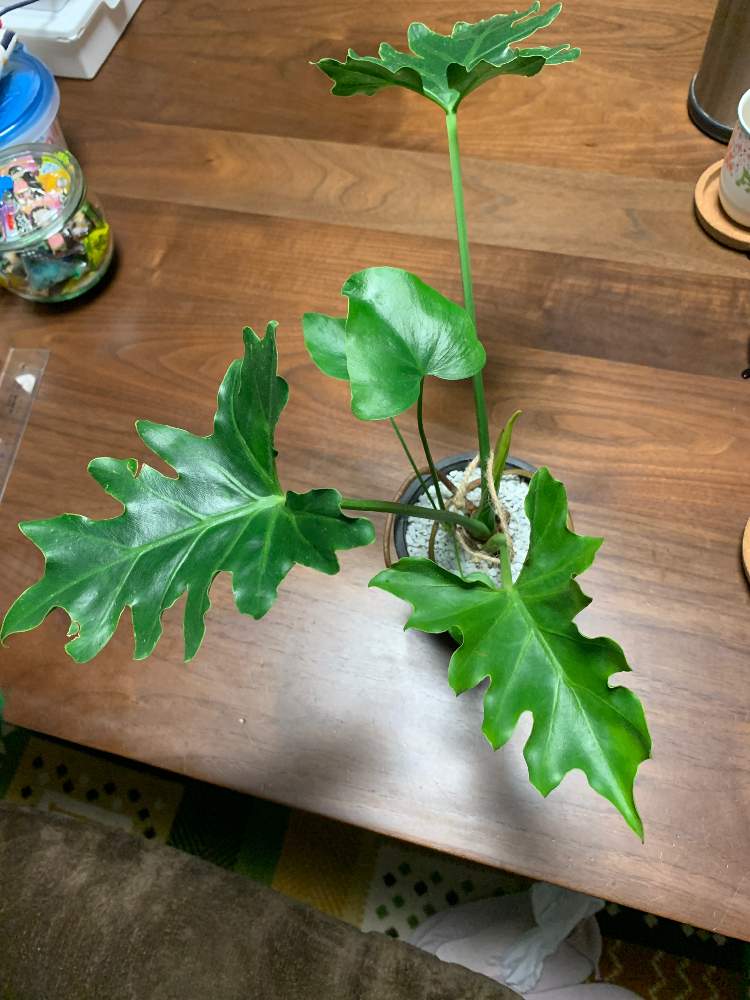 セロームの投稿画像 By ゆみちゃんさん 月4月18日 Greensnap グリーンスナップ