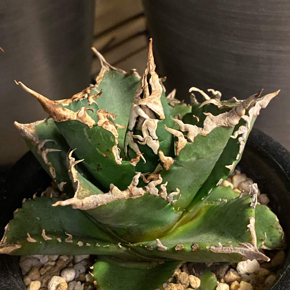 NEIGHBORHOOD - agave horrida dwarf アガベ ホリダ ドワーフ チタノタ