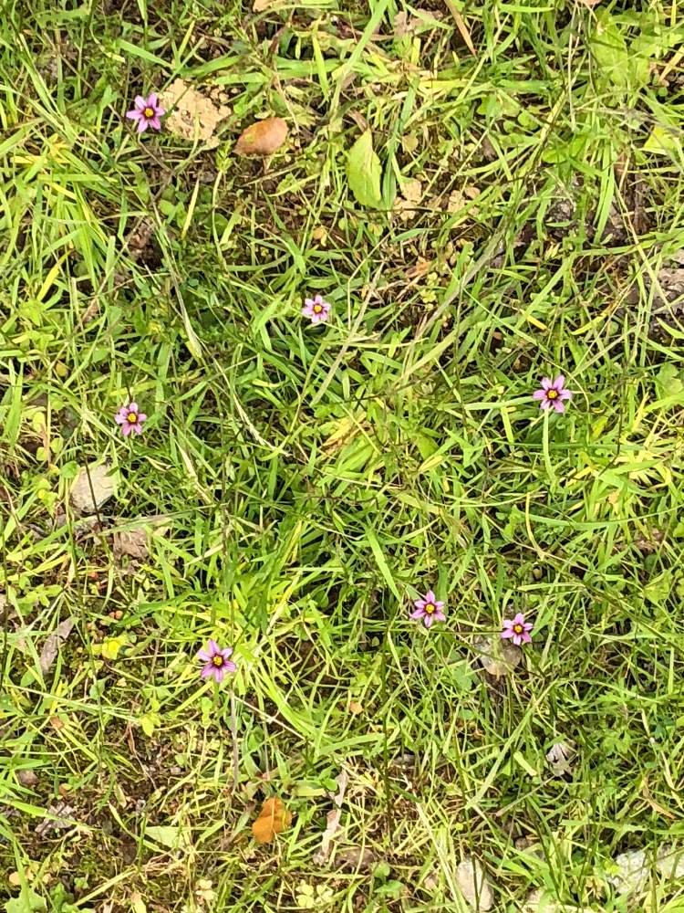 庭の芝生の投稿画像 By Sさん ピンクの花と雑草と小花とグランドカバー 月4月18日 Greensnap グリーンスナップ