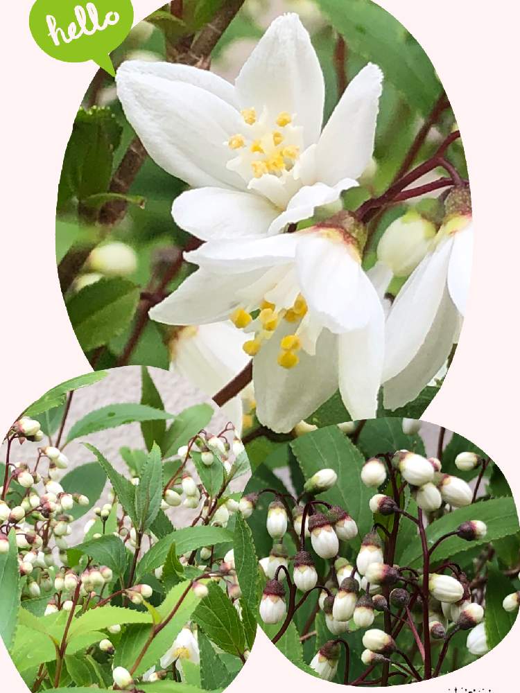 ヒメウツギの投稿画像 By しらゆきさん 卯の花と嬉しい とありがとう とgs日和と花のある暮らしと青空の下とかわいい 月4月18日 Greensnap グリーンスナップ