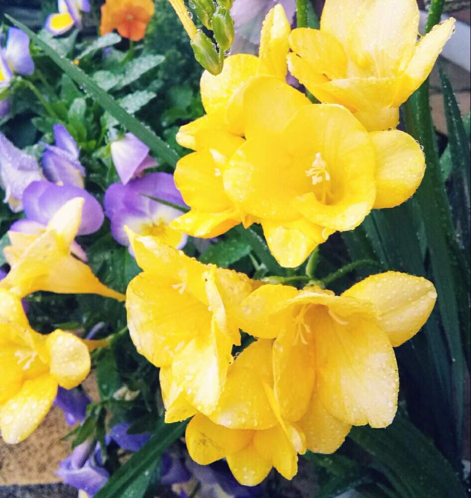 フリージアの投稿画像 By ゆめ さん 今日もお疲れ様 と優しい花言葉と綺麗な花色と素敵な色合いと愛らしい黄色の花と花のある暮らしと可愛い 月4月18日 Greensnap グリーンスナップ