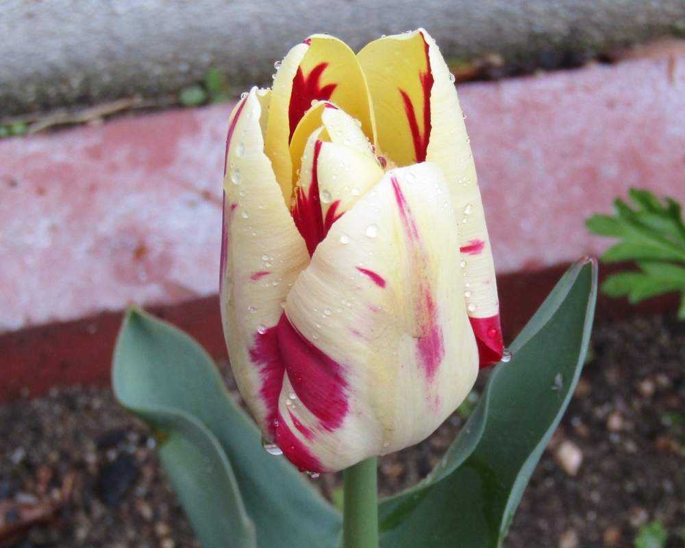 我が家のチューリップ Greensnap グリーンスナップ