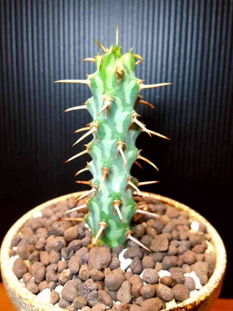 ユーフォルビア・エリガベンシスの一覧｜🍀GreenSnap（グリーンスナップ）