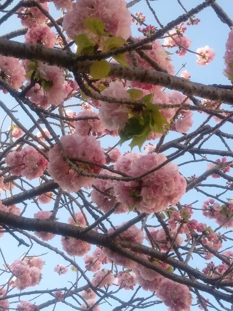 ポンポンさくらの投稿画像 By ひらりんさん 八重桜とピンクの花が好きと気になる木とよその庭木と楽しく自粛と木に成る花が好きとさんぽ 月4月19日 Greensnap グリーンスナップ