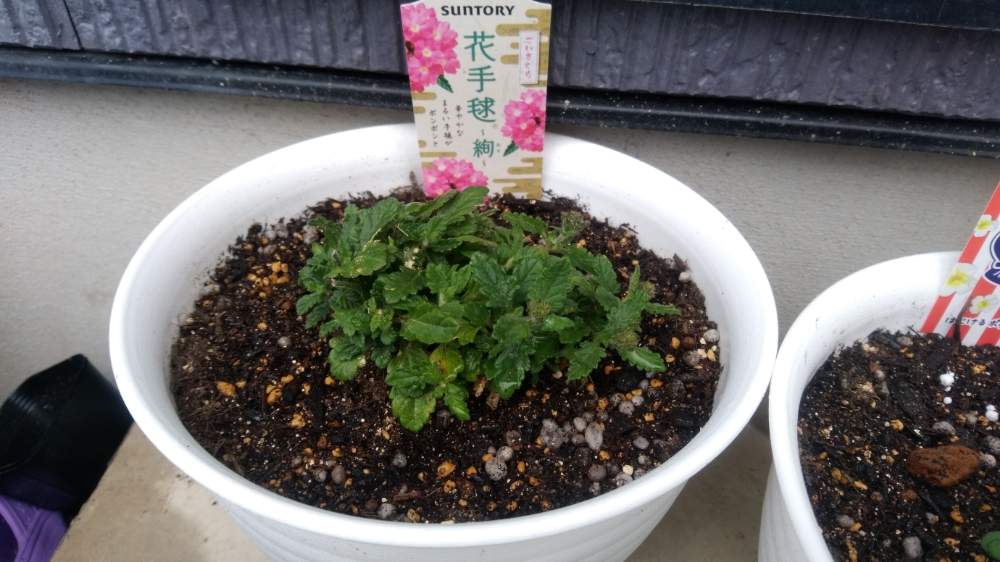 花手毬 絢 Greensnap グリーンスナップ