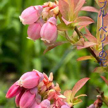 実のなる木の花の投稿画像一覧 Greensnap グリーンスナップ