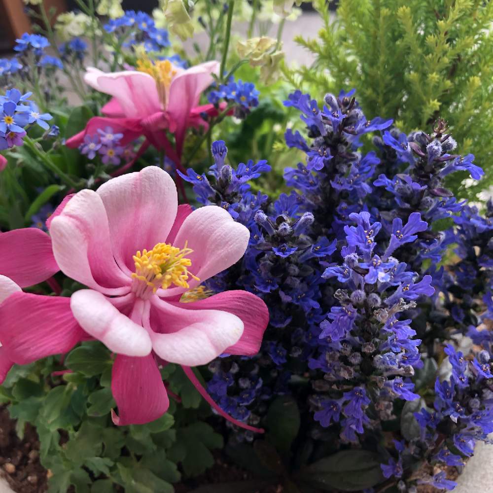 アジュガの投稿画像 By さえこさん オダマキと春のお花と寄せ植えと初心者とベランダガーデンとおうち園芸と相談と花のある暮らし 月4月19日 Greensnap グリーンスナップ