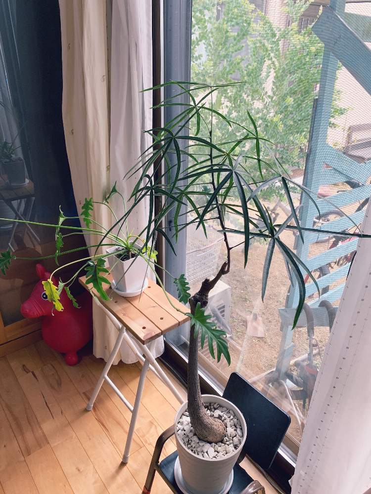 ボトルツリーの投稿画像 By Atemoya Macacoさん 観葉植物と塊根植物と日光浴 月4月19日 Greensnap グリーンスナップ