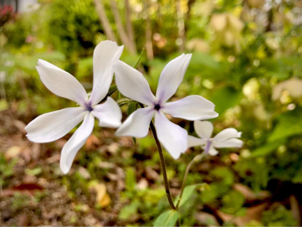 フロックスの投稿画像 By もこばーさん フロックス ディバリカータ 月4月19日 Greensnap グリーンスナップ