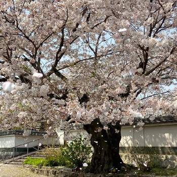 零れ桜 の投稿画像一覧 Greensnap グリーンスナップ