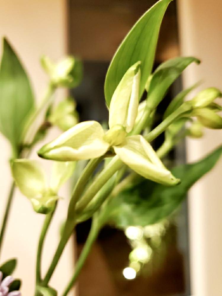 アルストロメリア ファンクの投稿画像 By しーさん 初心者ですとみどりのある暮らしとお花やさん購入とお花の好きな人とつながりたいと花のある暮らしと 切り花 月4月19日 Greensnap グリーンスナップ