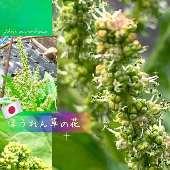 日本ホウレンソウの投稿画像一覧 Greensnap グリーンスナップ